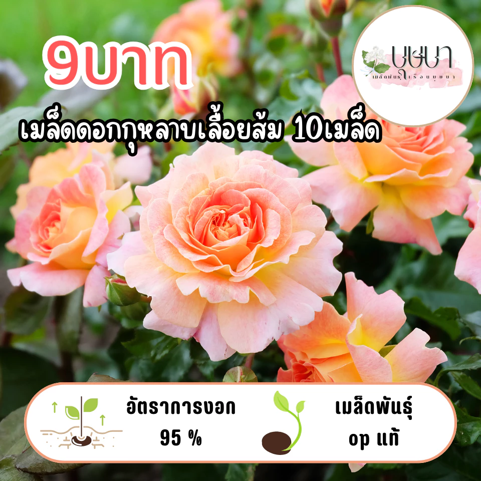 เมล็ดกุหลาบเลื้อยสีส้ม 9 บาท