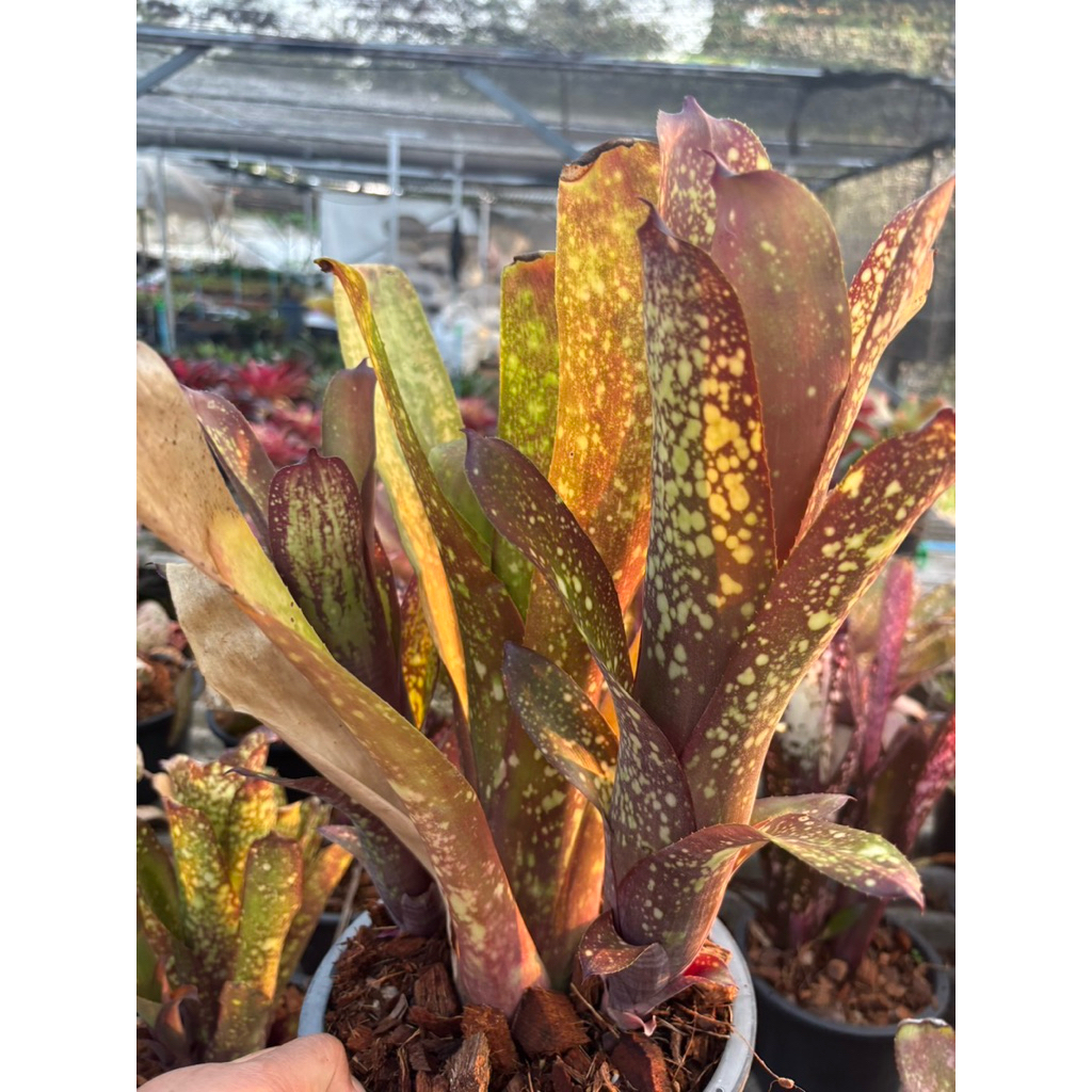 Bill กอใหญ่#เกาะต้นไม้#สับประรดสี# Bromeliad #สวนปนวตั้ง# ไม้ประดับ# ตกแต่งสวน# ปลูกตกแต่งบ้านหรือคอนโด#เกาะตอ