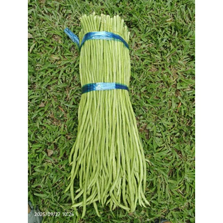 เมล็ดพันธุ์ถั่วฝักยาว เมล็ดพันธุ์ เมล็ดพันธุ์ถั่วขุนช้าง310 ขนาด 500 กรัม 450 บาท