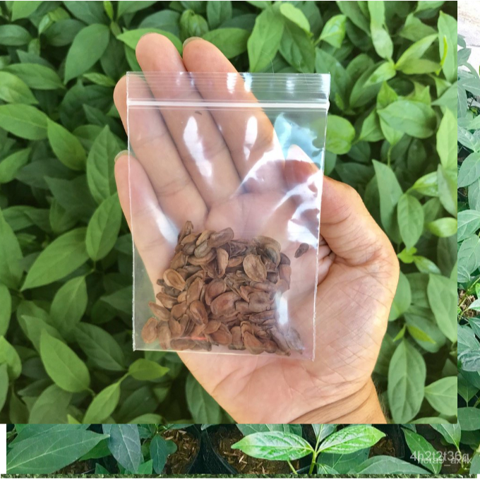 เมล็ดพันธุ์ต้นผักเชียงดา เชียงดา ผักเชียงดา 20 ราคา 39 บาท ถูกสุดๆ