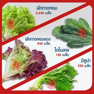 *โค้ดส่งฟรี* ฟองน้ำเพาะกล้า ฟองน้ำเพาะเมล็ด ฟองน้ำปลูกผัก ปลูกผักไฮโดรโปนิกส์ ปลูกผัก ไฮโดร ไฮโดรโปนิกส์ เนื้อละเอียด