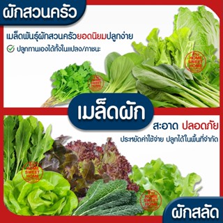 *ค่าส่งถูก* ผักสลัด เมล็ดผัก เมล็ดผักสลัด (2,000เมล็ด+) เมล็…