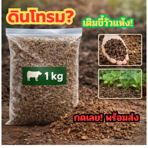 ขี้วัวแห้งแท้ 100% 1 กก. | ปุ๋ยคอก บำรุงดิน ปลูกผัก ไม้ดอก ไม่มีกลิ่น ราคาคุ้ม! ปุ๋ยคอกธรรมชาติ ดินฟื้นเร็ว ไม่เหม็น
