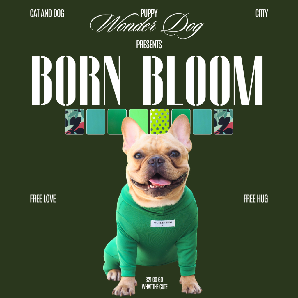 ชุดเก็บขน wonder dog เสื้อสุนัข เสื้อแมว ชุดกันขนร่วง ชุดหมาชุดแมว โทนเขียว ตารางไซส์เลื่อนขวานะคะ