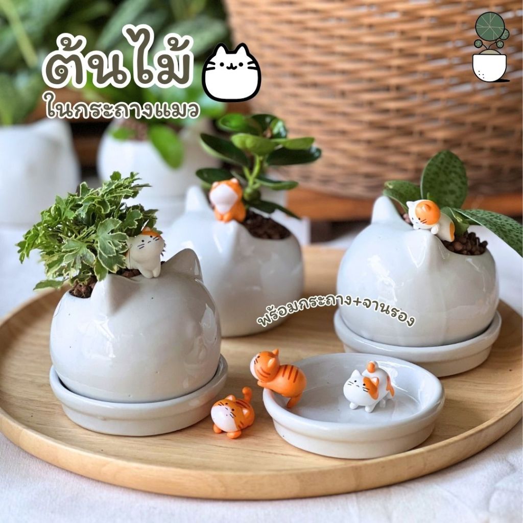 ต้นไม้มงคล ในกระถางทาสแมว เซรามิกรูปแมวพร้อมจานรอง ต้นไม้ตั้งโต๊ะทำงาน แสงรำไร มีแมวจิ๋วจอมป่วน แมวส้มและแมวขาว