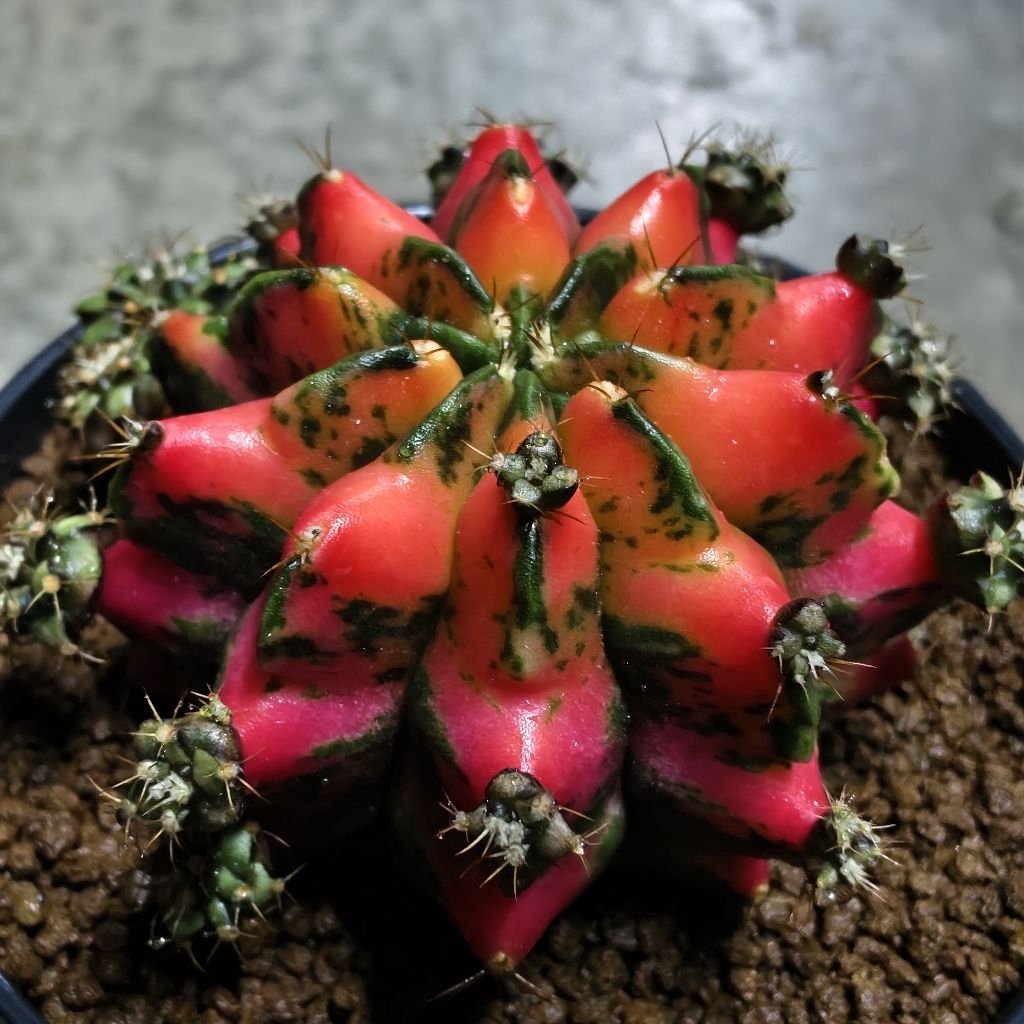 ยิมโนด่าง​ ชำหน่อ​ โคลน “RED​ DRAGON”  จากแม่ไม้รากแท้​ โตไวรากแข็งแรง​ ​สีสวยสด ราคา ถูกที่สุด ดีลบีเคเค แกลเลอรีภาพที่ 4