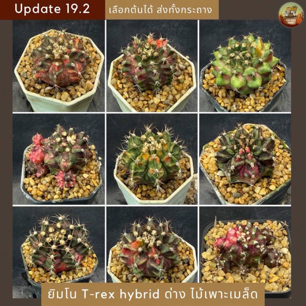 [ Update 19.2 ] ยิมโนสายยับด่าง ไม้เพาะเมล็ด T-rex hybrid กระบองเพชร cactus จัดส่งทั้งกระถาง