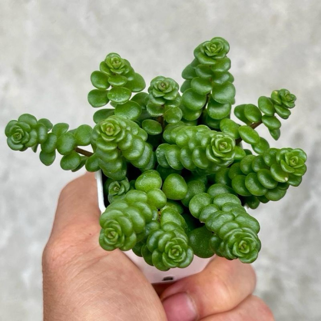 Sedum tetractinum กุหลาบหิน ไม้อวบนำ้ น่ารักๆ กระถาง 2 นิ้ว