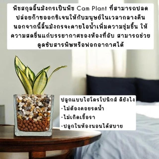 💤ต้นลิ้นมังกรแคระหลายสายพันธุ์ ปลูกเลี้ยงน้ำไฮโดรโปนิกส์ (ต้นไม้ฟอกอากาศ)