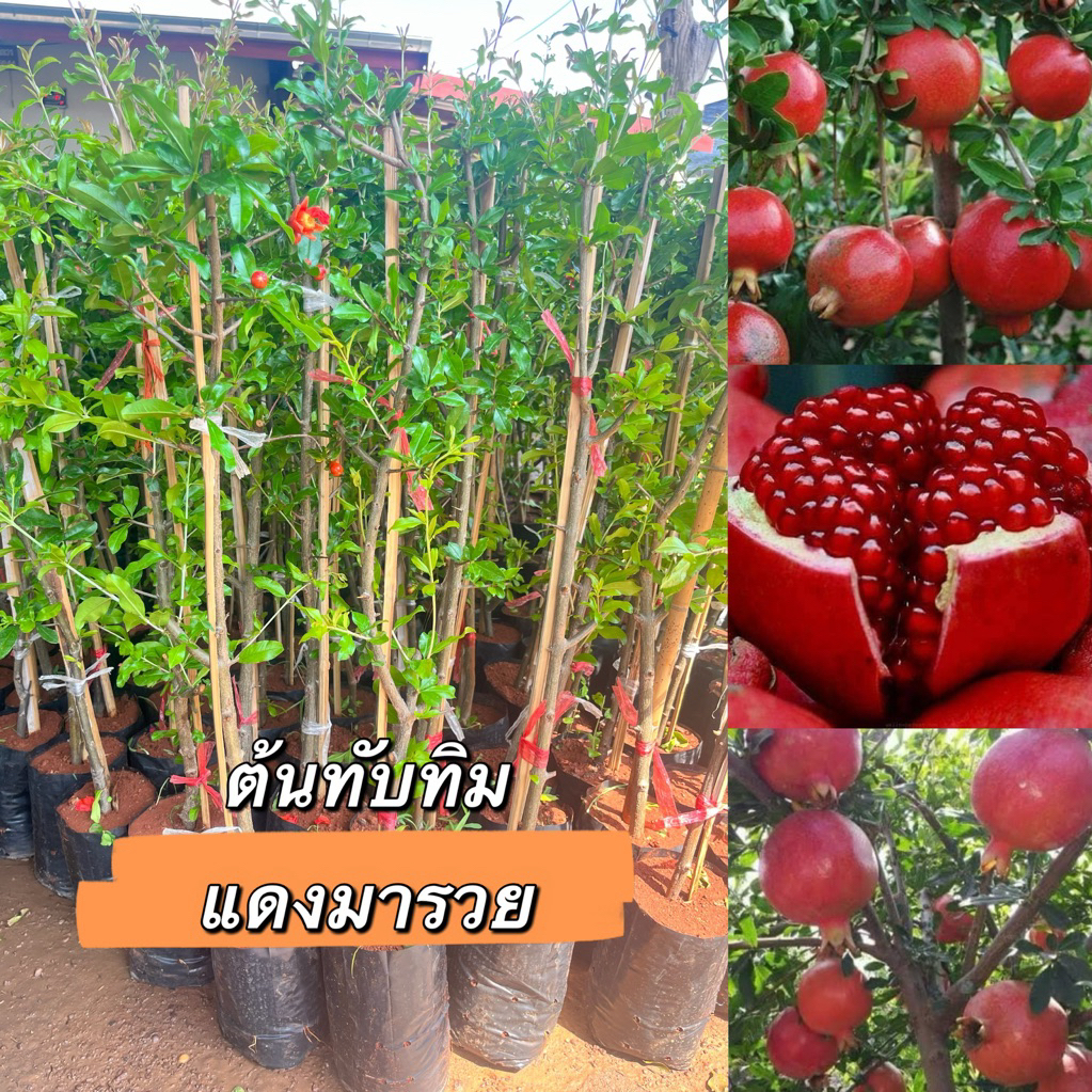 ต้นทับทิมแดงมารวยกิ่งตอนพร้อมส่งจ้า