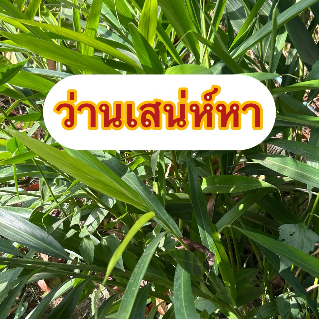 ว่านเสน่ห์หา เสริมเมตตา ส่งแบบถอดราก ตัดใบด้านบน พร้อมปลูก