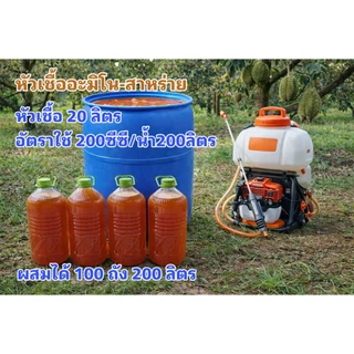 หัวเชื้ออะมิโน-สาหร่ายทองสกัด เกรดพรีเมียม หัวเชื้อ 20 ลิตร บำรุงทุกช่วงของพืช