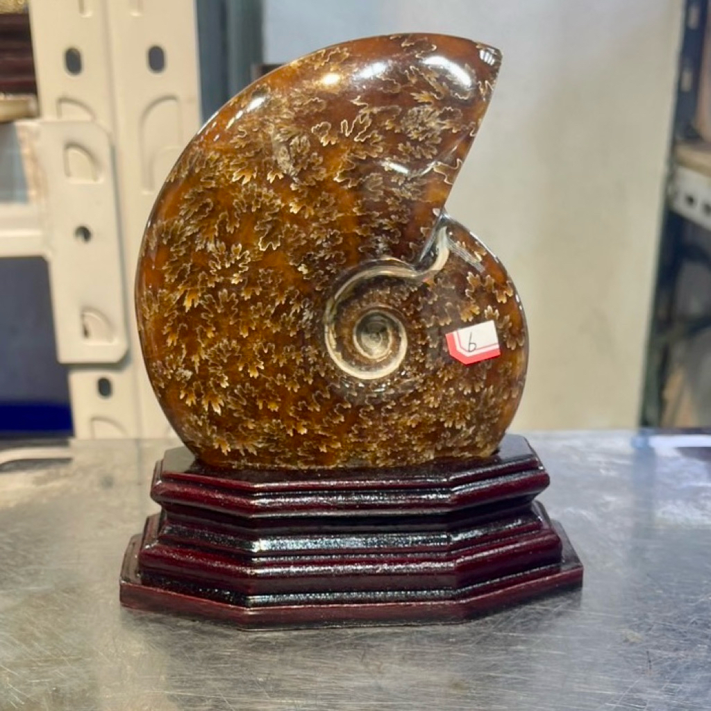 ฟอสซิลหอยแอมโมไนต์ (Ammonite fossil) "หินแห่งความสมบูรณ์แบบ"