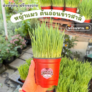 (พร้อมส่ง) หญ้าแมว ต้นอ่อนข้าวสาลี พร้อมทาน ฟรีกระถาง ขนมสำห…