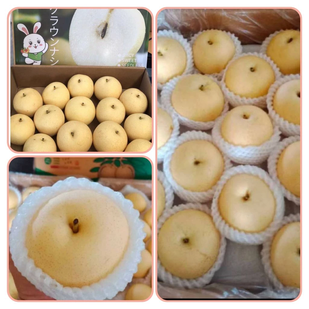 สาลี่ทองญี่ปุ่น หวาน กรอบ อร่อย 1 kg. มีประมาน 4-6 ลูก