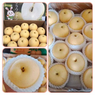 สาลี่ทองญี่ปุ่น หวาน กรอบ อร่อย 1 kg. มีประมาน 4-6 ลูก