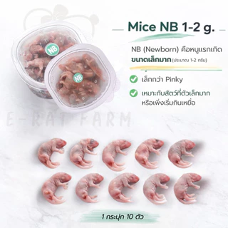 หนูแช่แข็ง Mice NB–XXL แพค 10 ตัว | E-Rat Farm อาหารงูขายมานาน7 ปี