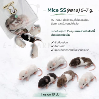 หนูแช่แข็ง Mice NB–XXL แพค 10 ตัว | E-Rat Farm อาหารงูขายมานาน7 ปี