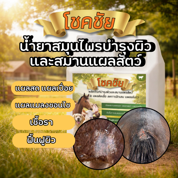 สเปรย์พ่น กำจัดเชื้อรา ใช้ได้ทั้ง วัว ควาย ม้า หมา แมว ปลอดภัยต่อสัตว์เลี้ยง  น้ำยาสมานแผลสัตว์ สัตว์เลียได้ปลอดภัย SS
