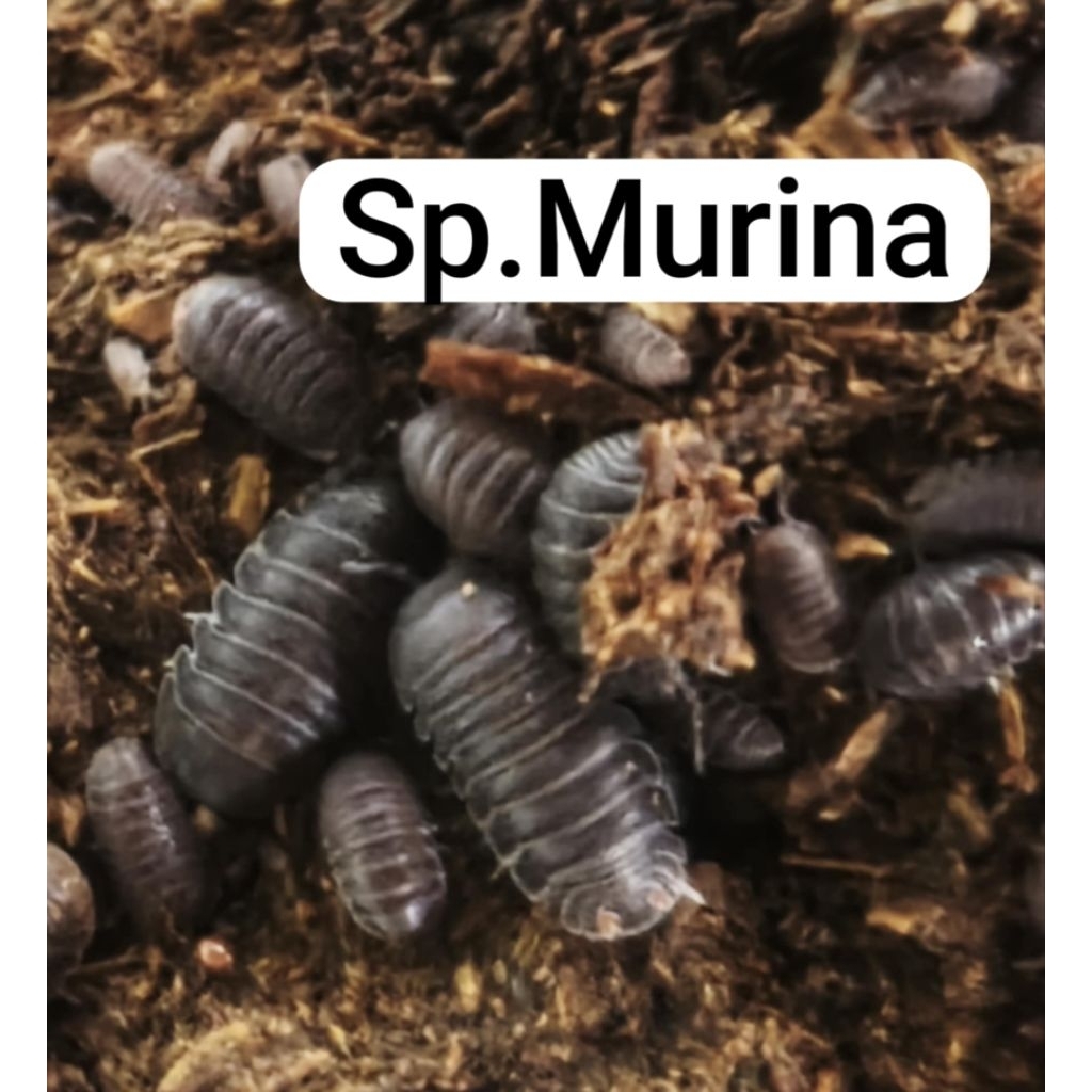 ชุดอาหารสัตว์isopod murina Thailand set 5 ต.