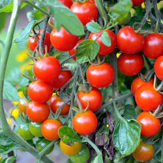 เมล็ดพันธุ์ มะเขือเทศเชอรี่ Red Cherry Tomato Seed บรรจุ 100 เมล็ด คุณภาพดี ของแท้ 100%