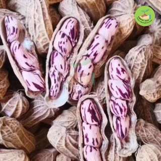 พิเศษ9บาท เมล็ดพันธุ์ถั่วลายเสือ 10 เมล็ด