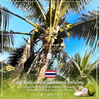 🇹🇭Oishi-fresh🥥มะพร้าวเผา ปลอดสารพิษ 1 ลูก เนื้อหนา รสชาตินุ่ม หวาน หอม สด ใหม่ ใยอาหารสูง หวานออร์แกนิค เคลมได้ 1-2 วัน