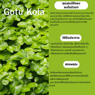 ผงใบบัวบก 100% (Gotu Kola Powder) ขนาด 100 กรัม ช่วยลดอาการฟกช้ำและบำรุงร่างกาย