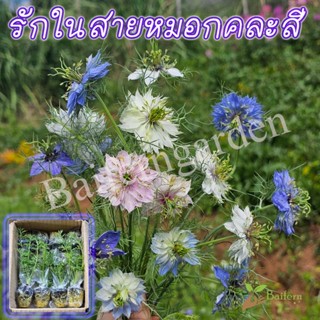 ต้นกล้าดอกรักในสายหมอกคละสี ดอกไม้กินได้ ปลูกประดับสวนหน้าบ้…