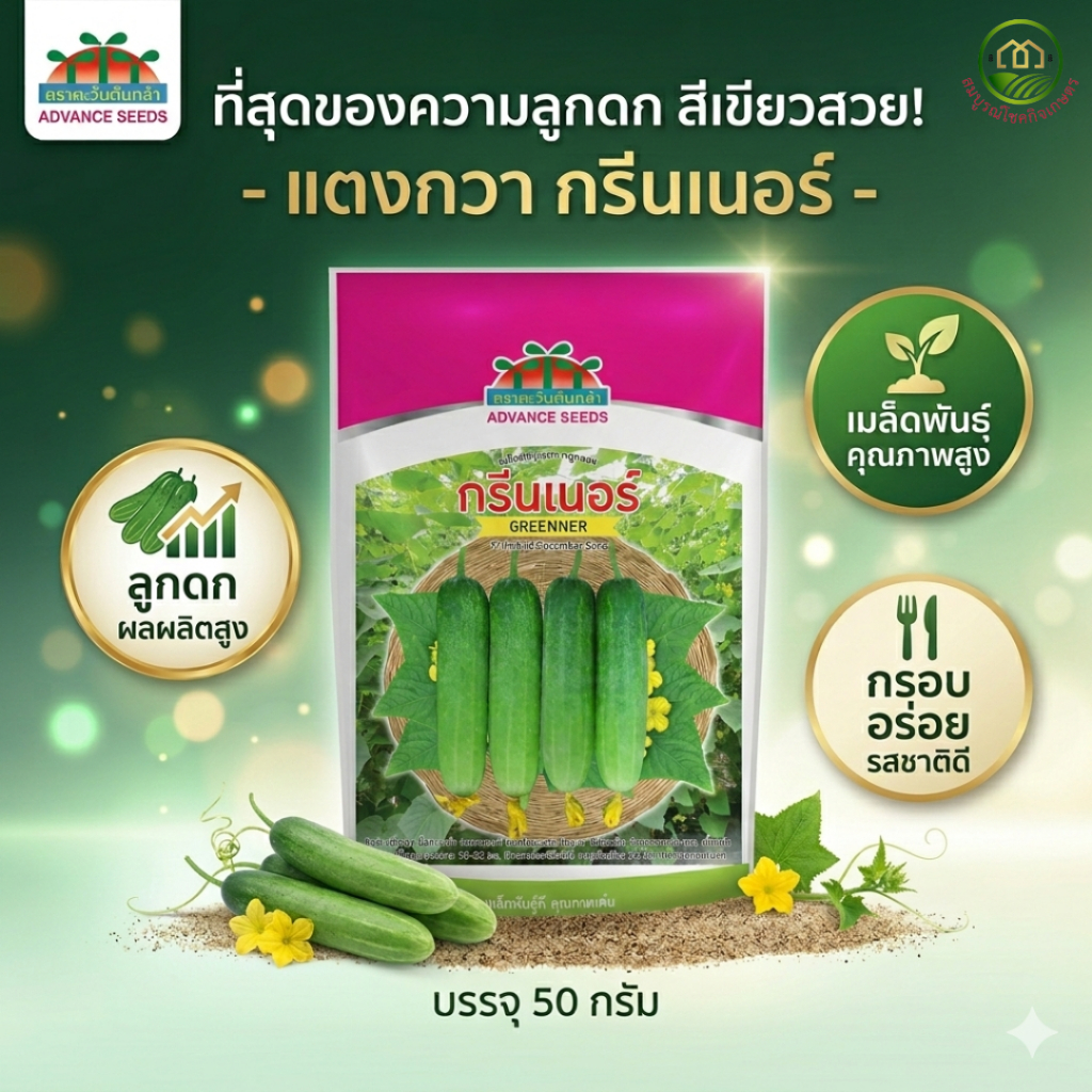 แตงกวากรีนเนอร์ ขนาด 50 กรัม ต้นสมบูรณ์ ผลดก ดอกเยอะ ติดไว แขนงเยอะ สีเขียวสวย ต้านทานโรค ตราตะวันต้นกล้า