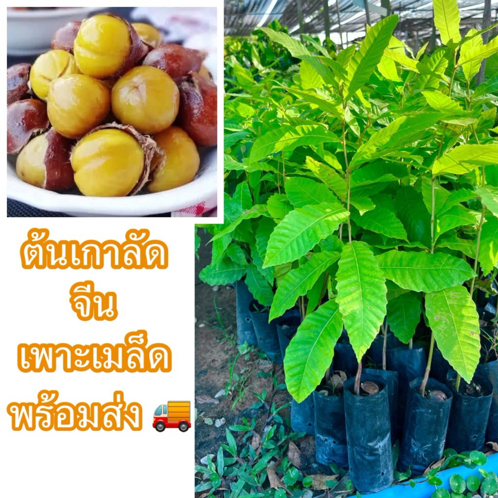 ต้นเกาลัดจีน เพาะเมล็ด คัดสวยๆทุกต้น โตเร็วติดผลไว นิยมนำเมล็ดไปคั่วน่ำตาลหรือเกลือ รสชาติจะมันๆอร่อยกินเพลินมาก