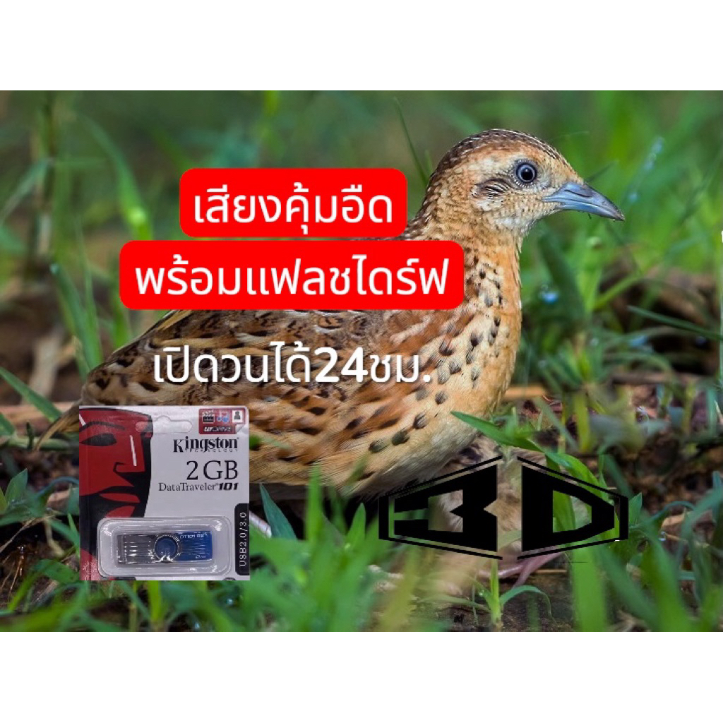 เสียงนกคุ้มอืดพร้อมแฟลชไดร์ฟเปิดวน24ชม.