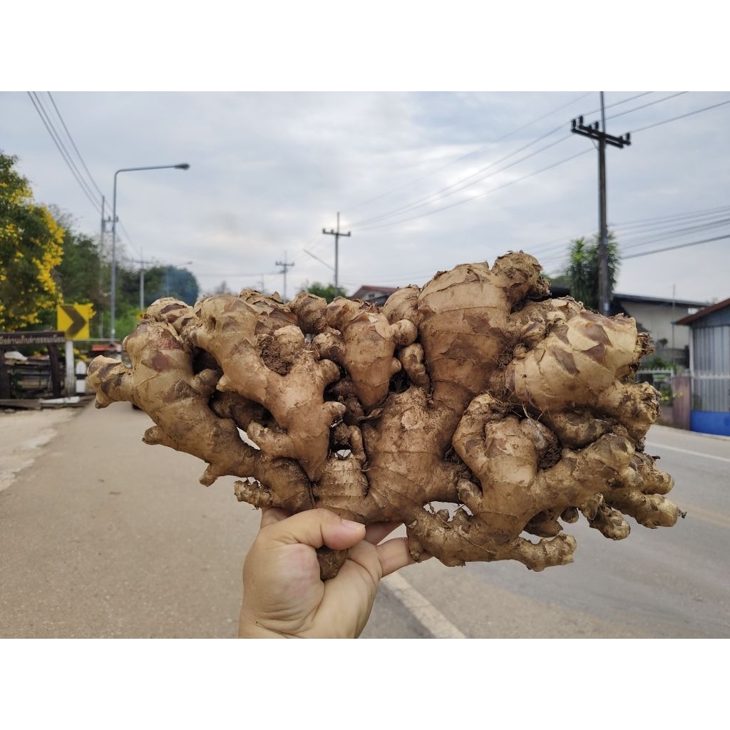 ขิงทองไทยแท้ๆ ขิงแก่ 100% ( 1 กิโลกรัม)