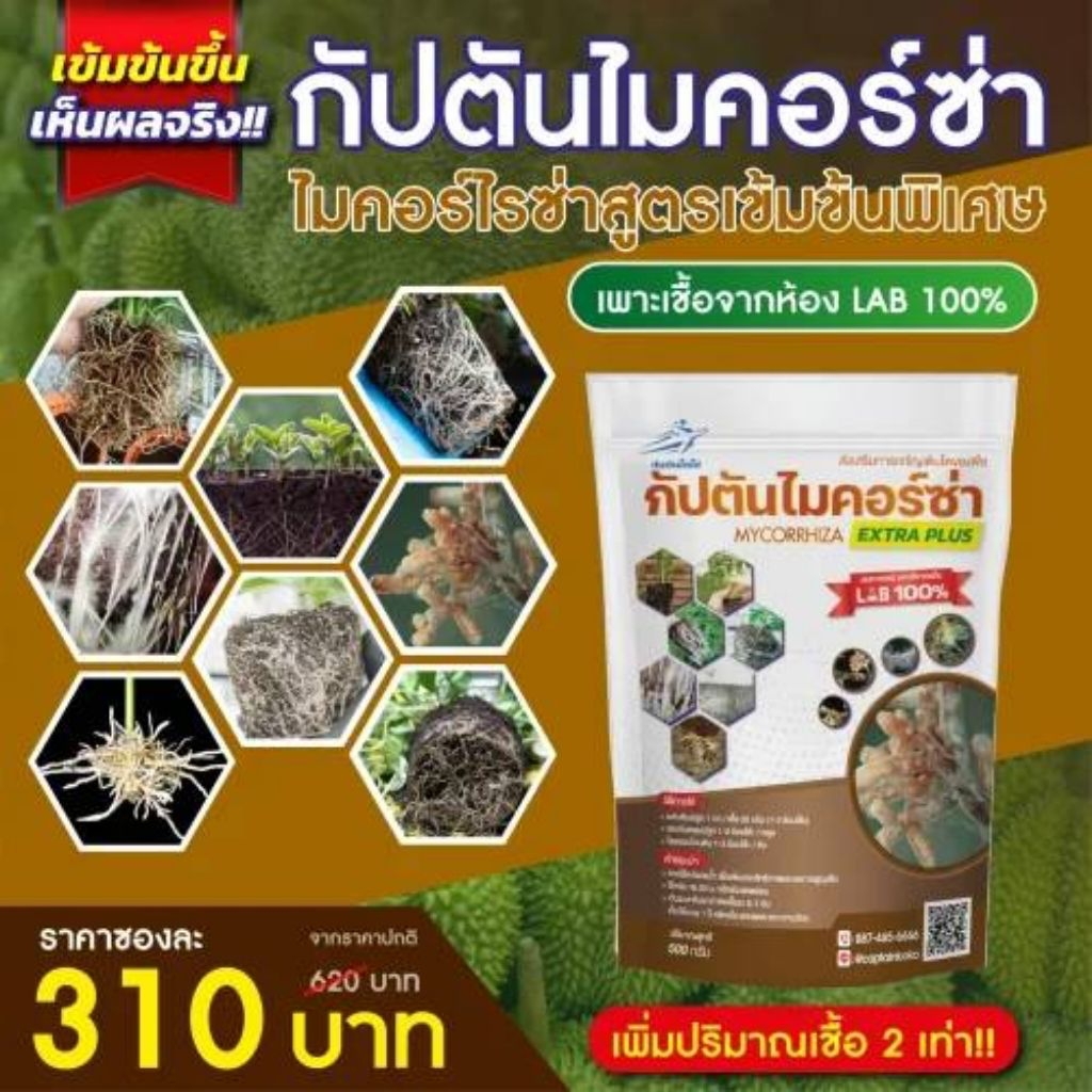 กัปตันไมคอร์ซ่า (สูตรเข้มข้นพิเศษ) – แบ่งขาย 50g