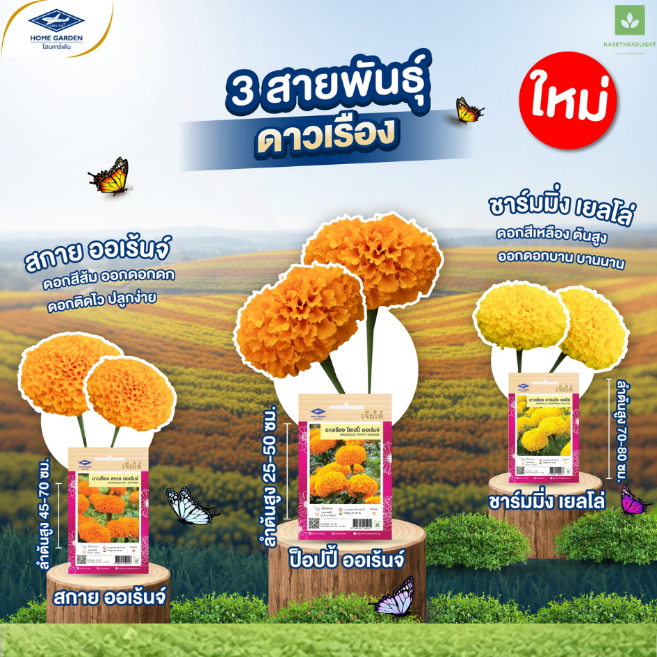 เมล็ดพันธุ์ดาวเรือง ซองเล็ก สีเหลือง สีส้ม ชาร์มมิ่ง สกาย ออเร้นจ์ เยลโล่ ป๊อปปี้ออเร้นจ์ เจียไต๋