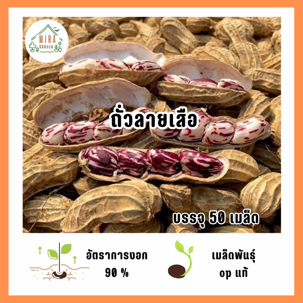 ้เมล็ดพันธุ์ถั่วลายเสือ 50 เมล็ด
