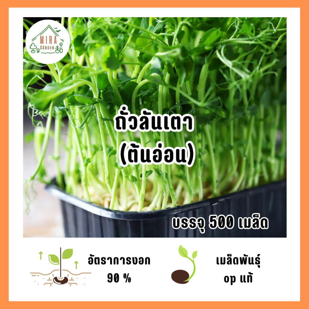 เมล็ดพันธุ์ถั่วลันเตาต้นอ่อน 500 เมล็ด