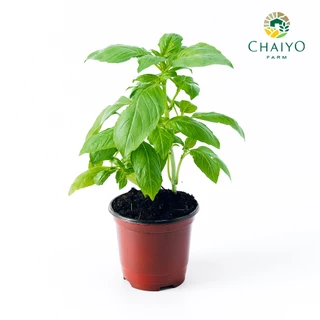 ต้น อิตาเลี่ยน เบซิล ออร์แกนิค Organic Italian Basil