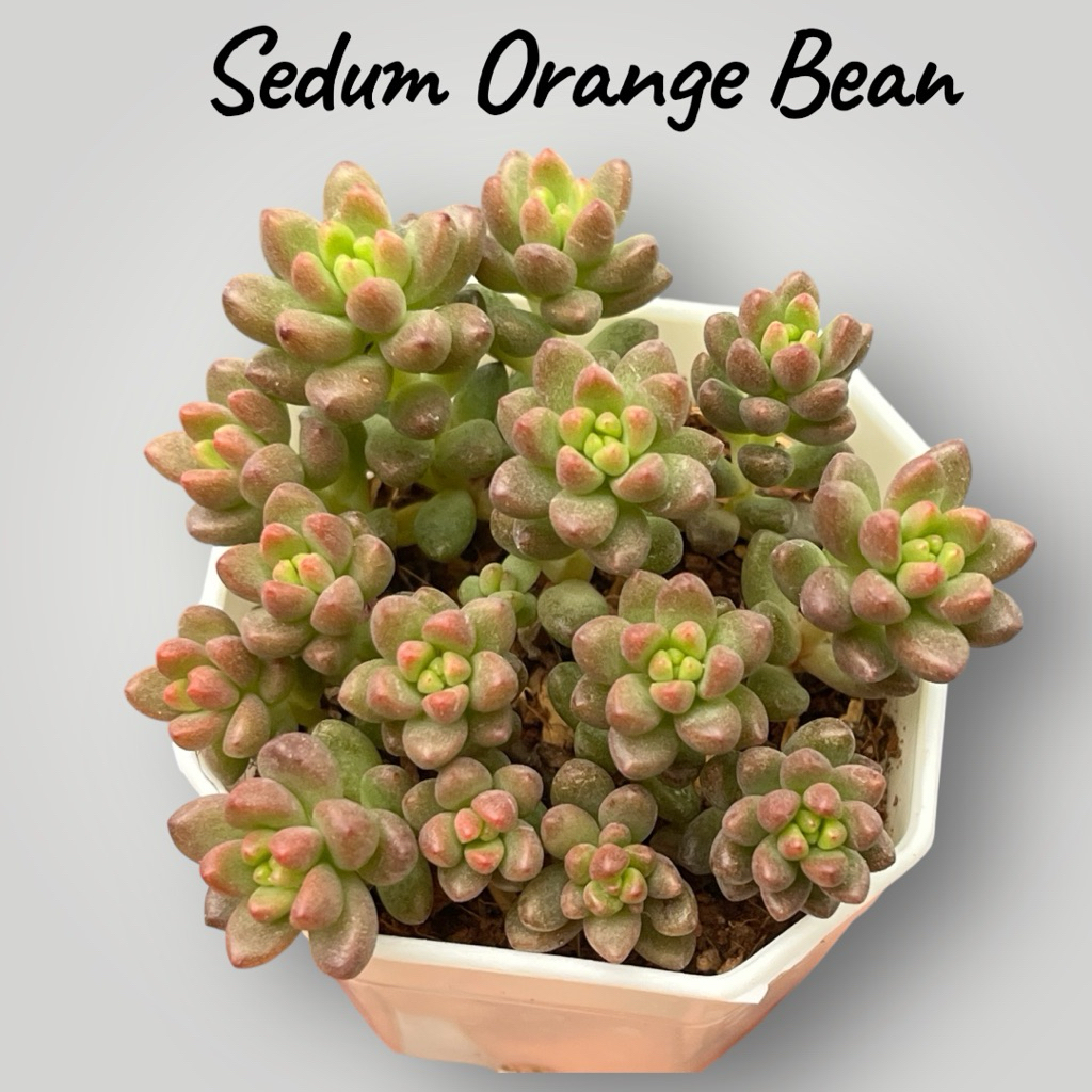 Sedum Orang Bean กุหลาบหิน ไม้อวบนำ้ น่ารักๆ กระถาง 2 นิ้ว