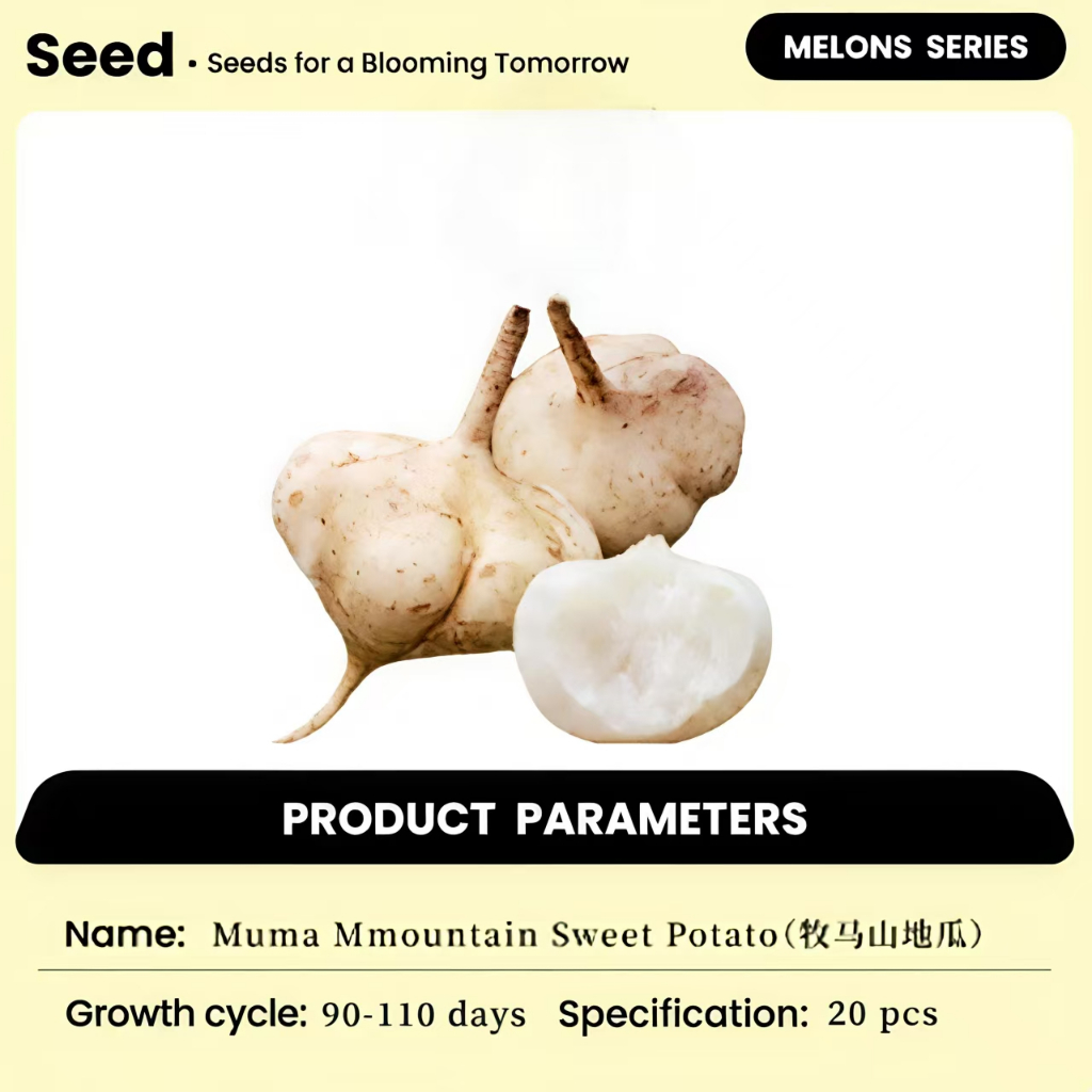 Muma Mountain Sweet Potato Seeds Cold Potato Seeds Vegetable Seeds Cold Potato Sweet Potato Seeds Ex