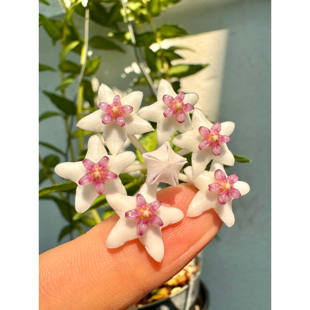 Hoya bella (variegated ) ใบด่างกลาง ดอกสวย🌸