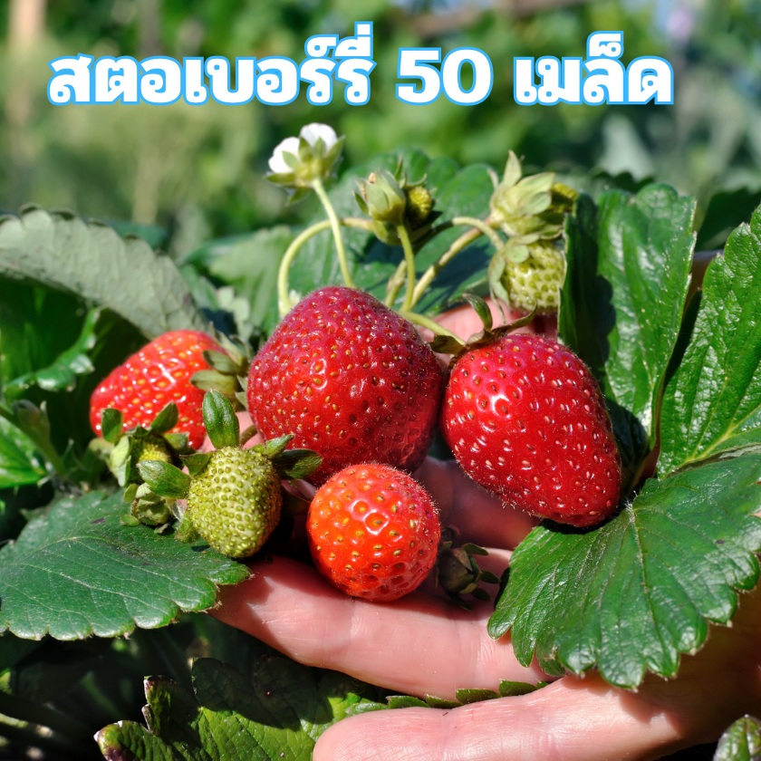 เมล็ดพันธุ์สตอเบอร์รี่ 50 เมล็ด