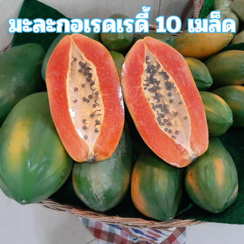 เมล็ดพันธุ์มะละกอเรดเรดี้ 10 เมล็ด