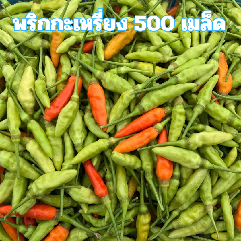 เมล็ดพันธุ์พริกกะเหรี่ยง 500 เมล็ด