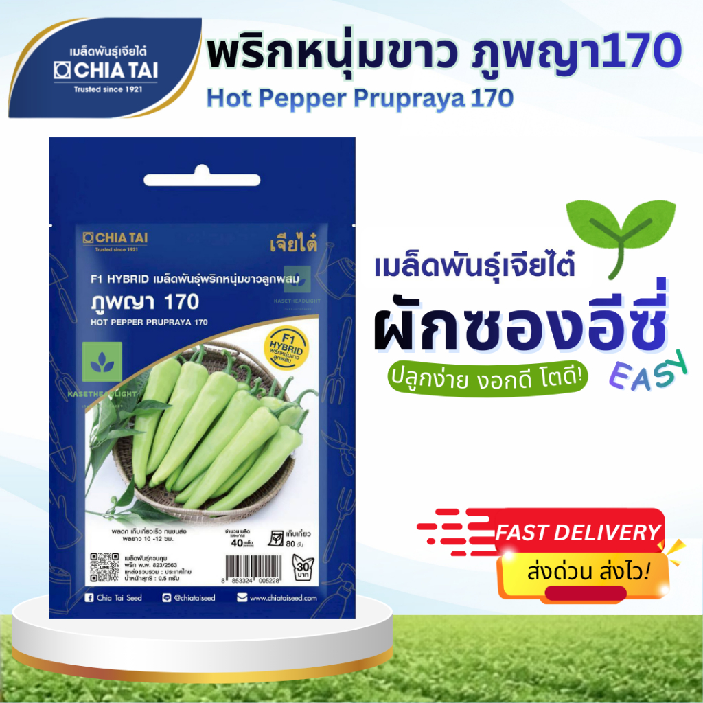Easy เมล็ดพันธุ์พริกหนุ่มขาว ภูพญา170 40เมล็ด เจียไต๋ Hot Pepper Prupraya 170