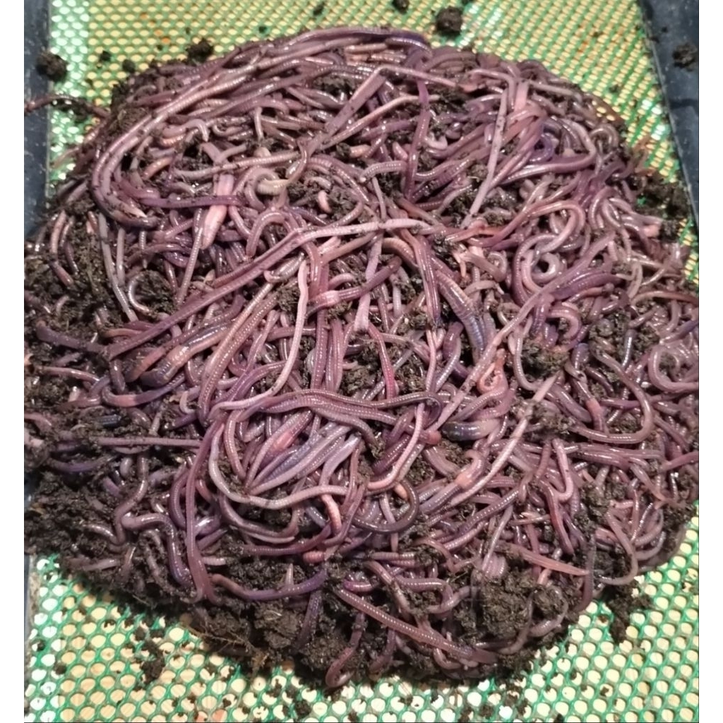 เหยื่อตกปลาไส้เดือน AF 1kg: เคล็ดลับดึงดูดปลาหลากหลายชนิด