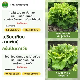 เมล็ดพันธุ์ผักสลัด กรีนปัตตาเวีย พันธุ์เจได ( ขนาด 0.5 กรัม ) ( เมล็ดเปลือย ) รหัสสินค้า 3028