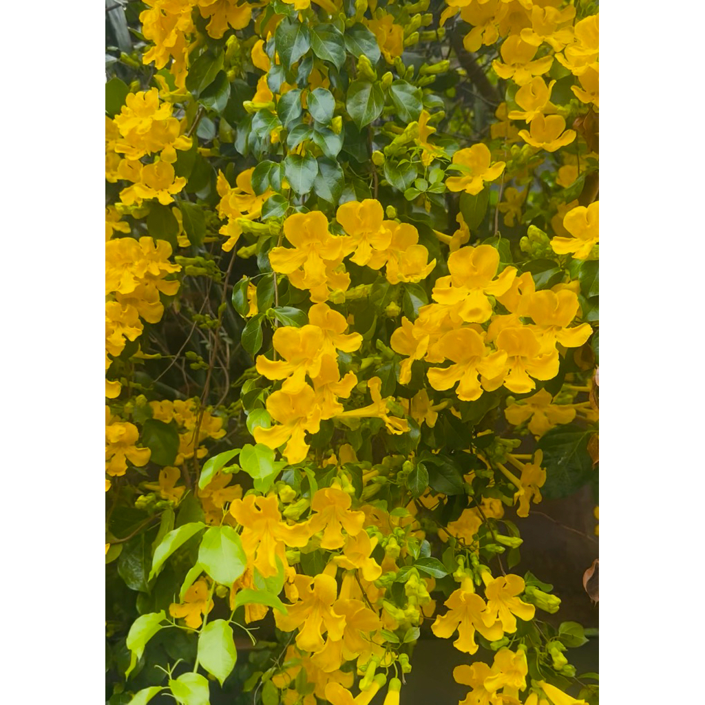 ต้นเหลืองชัชวาล หรือ เล็บวิฬาร์ไม้เลื้อยดอกสีเหลืองสวย Patsorntree