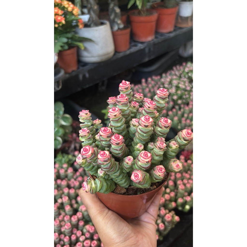 รอบใหม่พร้อมส่ง11-5-26 ขนาด3นิ้ว Crassula Baby necklace. #สปริงชมพู #หนอนสปริงน่ารักแน่นๆๆ4นิ้ว☀️ยิ่งสีออก