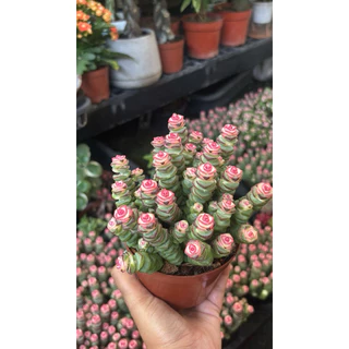 รอบใหม่พร้อมส่ง14-8-26 ขนาด3นิ้ว 5-10ต้น Crassula Baby necklace. #สปริงชมพู #หนอนสปริงน่ารักแน่นๆๆ4นิ้ว☀️ยิ่งสีออก
